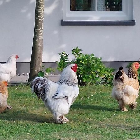 De Tulp Bed & Breakfast Noordgouwe Екстериор снимка