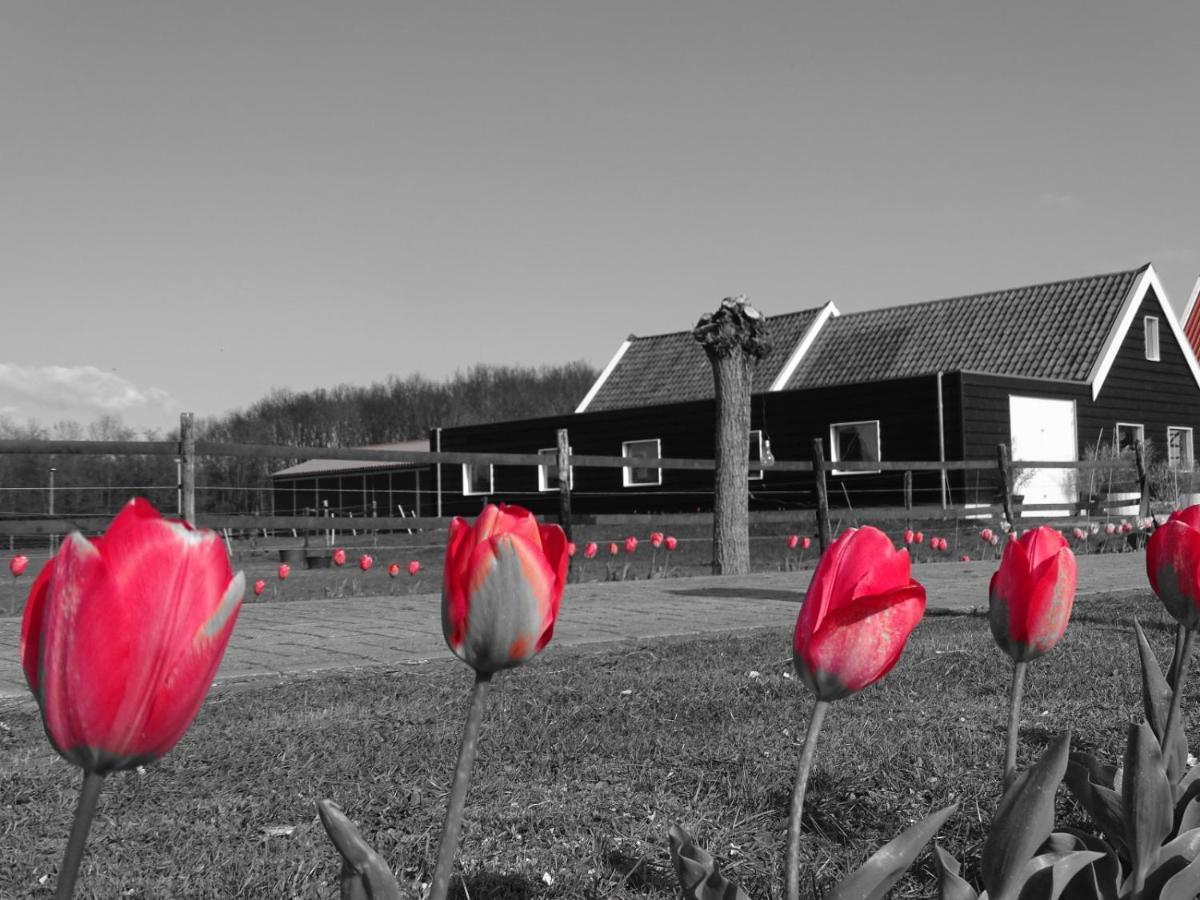 De Tulp Bed & Breakfast Noordgouwe Екстериор снимка